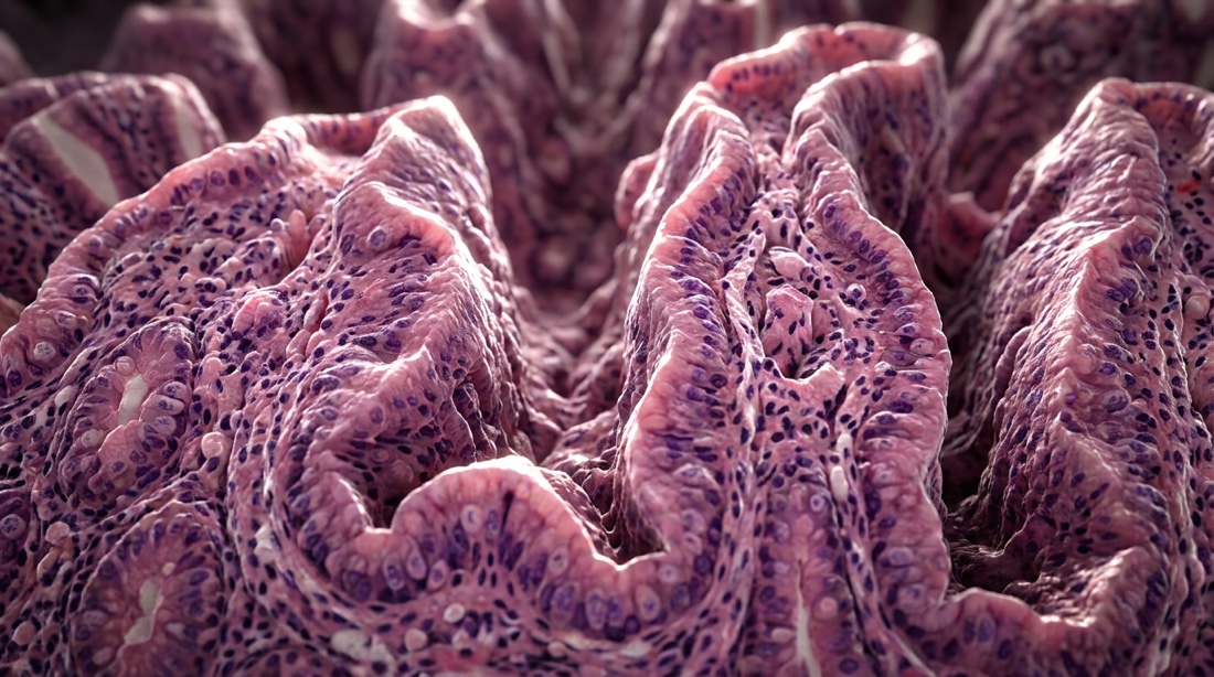 Microscopía